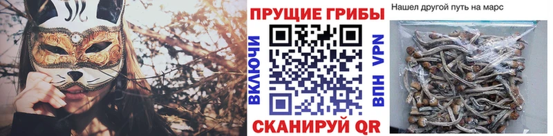Галлюциногенные грибы Psilocybe  Лихославль 